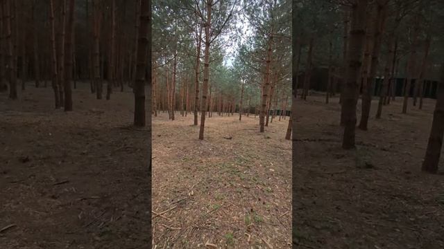 2 года работы с лесным участком