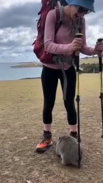 Вомбат

#животные #прикол #милота #топ #рек