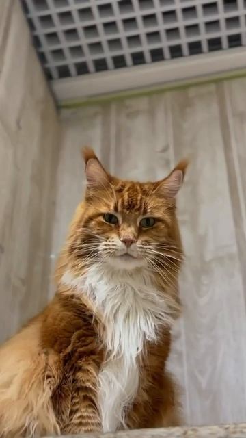 гостиница для собак и кошек Барнаул/передержка Барнаул