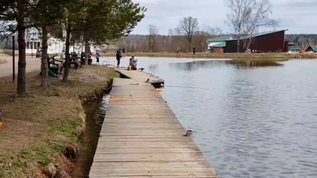 поимки форели на фидер