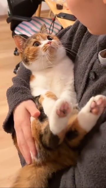 Автор видео: Friendlycatsclub