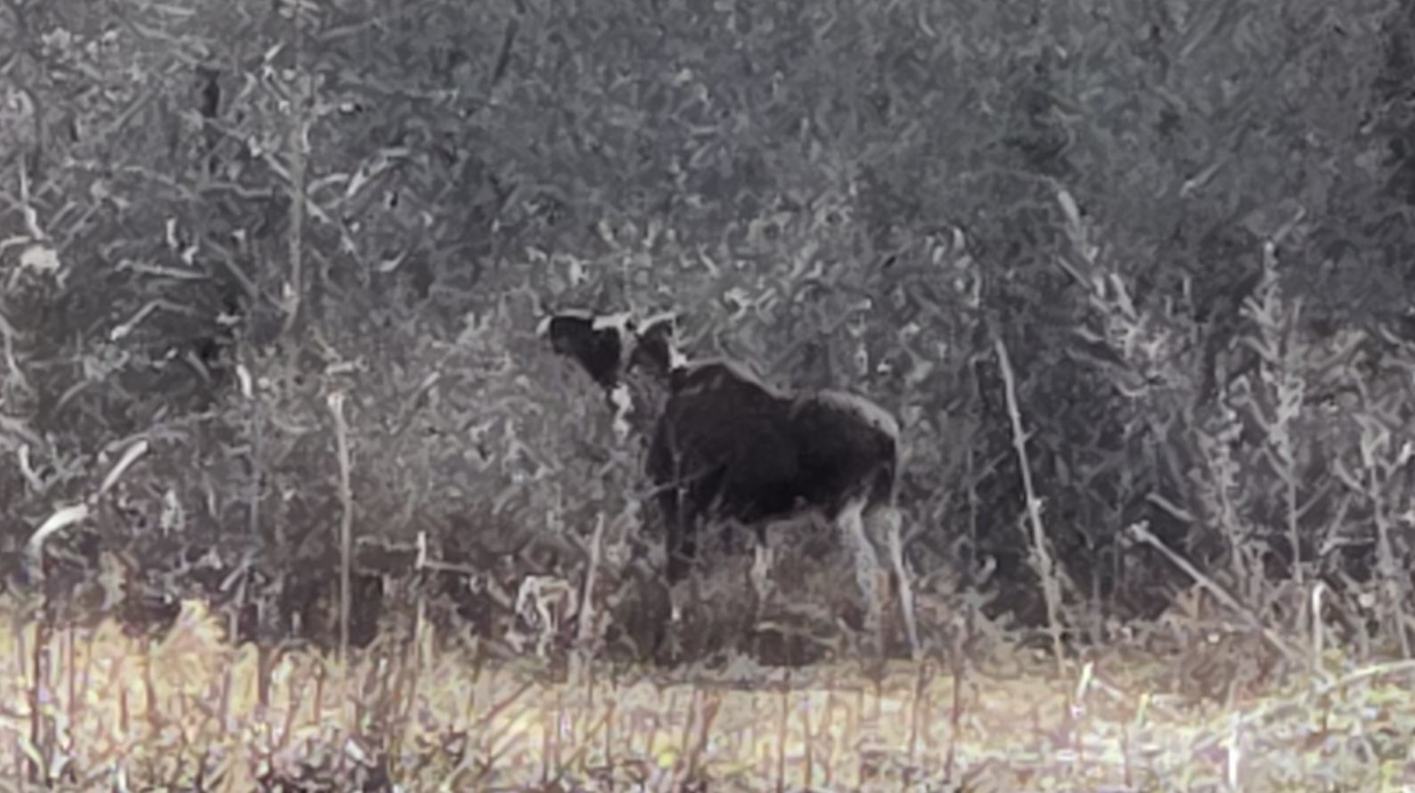 Лоси у деревни, блогерские заморочки и красивый вечер