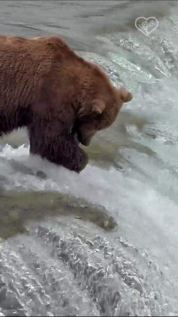 Рыбалка у водопада Брукс на Аляске