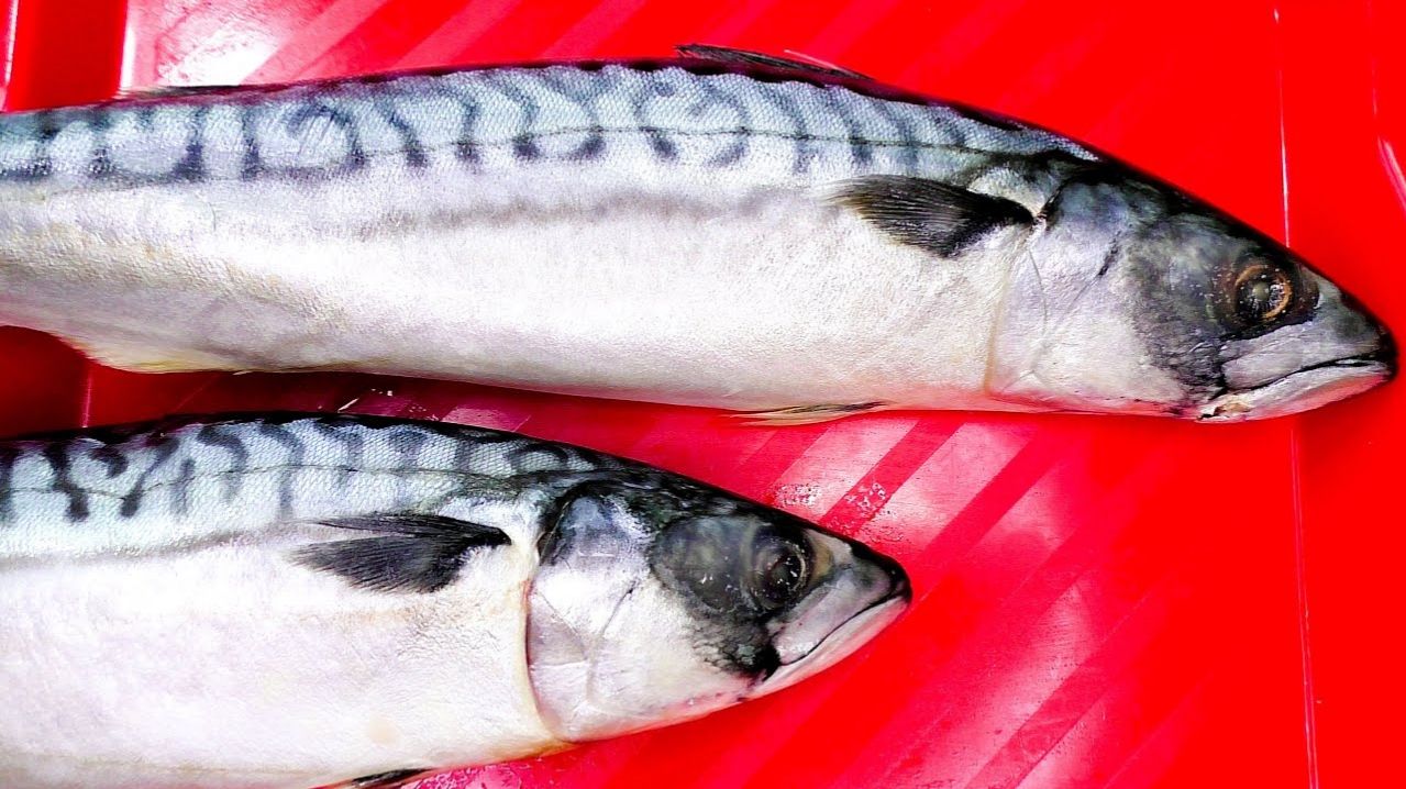 Обычная СКУМБРИЯ может удивить! Никогда еще не ела такой вкусной рыбы!