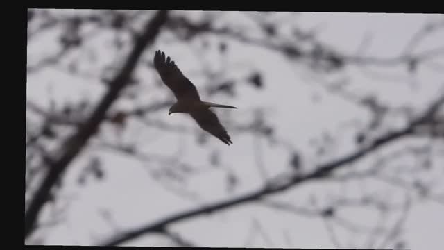 2026/4/12: Уж в траве и ищущие его канюки в небе над Венерой