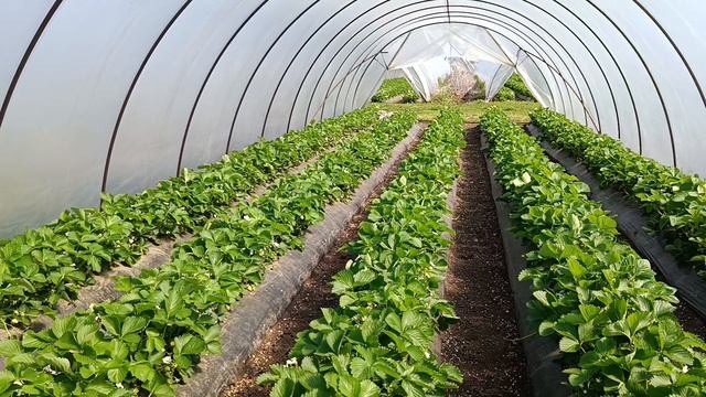 Выращивание клубники в Адыгее, сорта Клери и Азия, под плёночными укрытиями