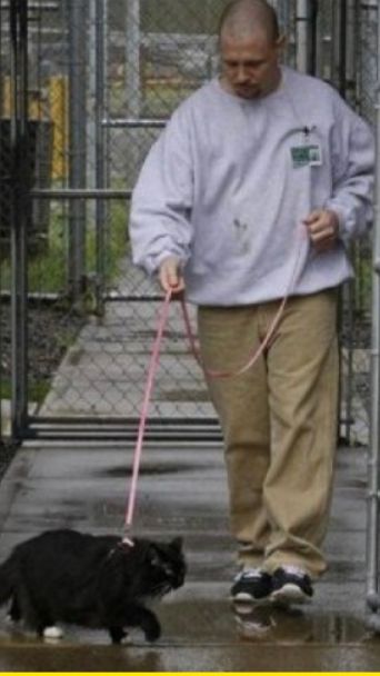 Коты в тюрьме