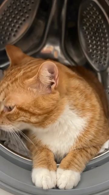 Степан-счастливчик