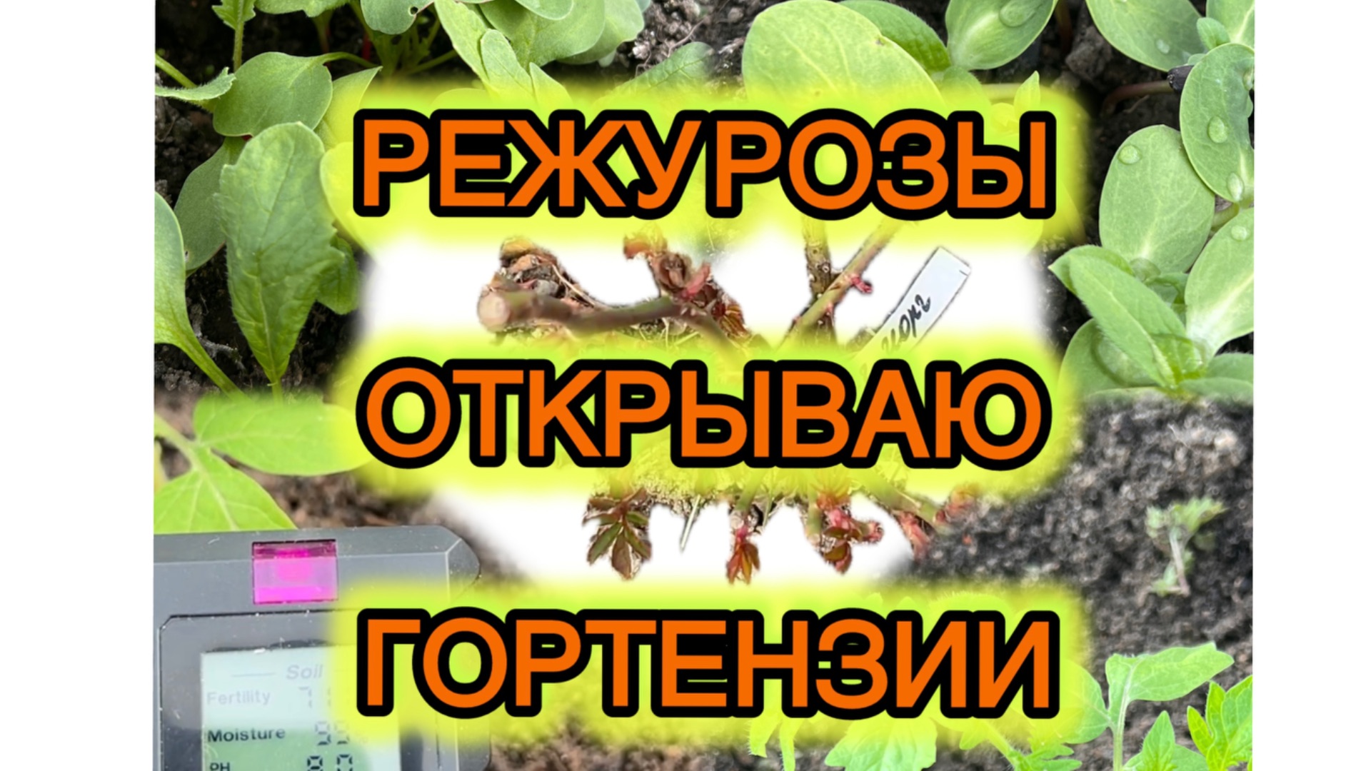 14.04. Режу розы. Первый пошёл. Таких всходов я не ожидала. #дача #сад #теплица