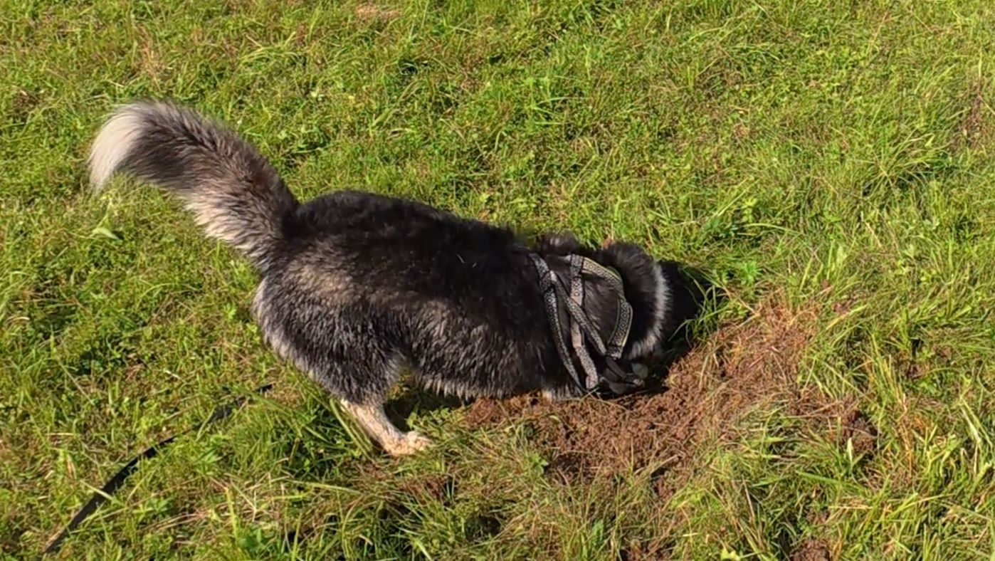 С хаски Диком на даче 13.08.2025 часть 2