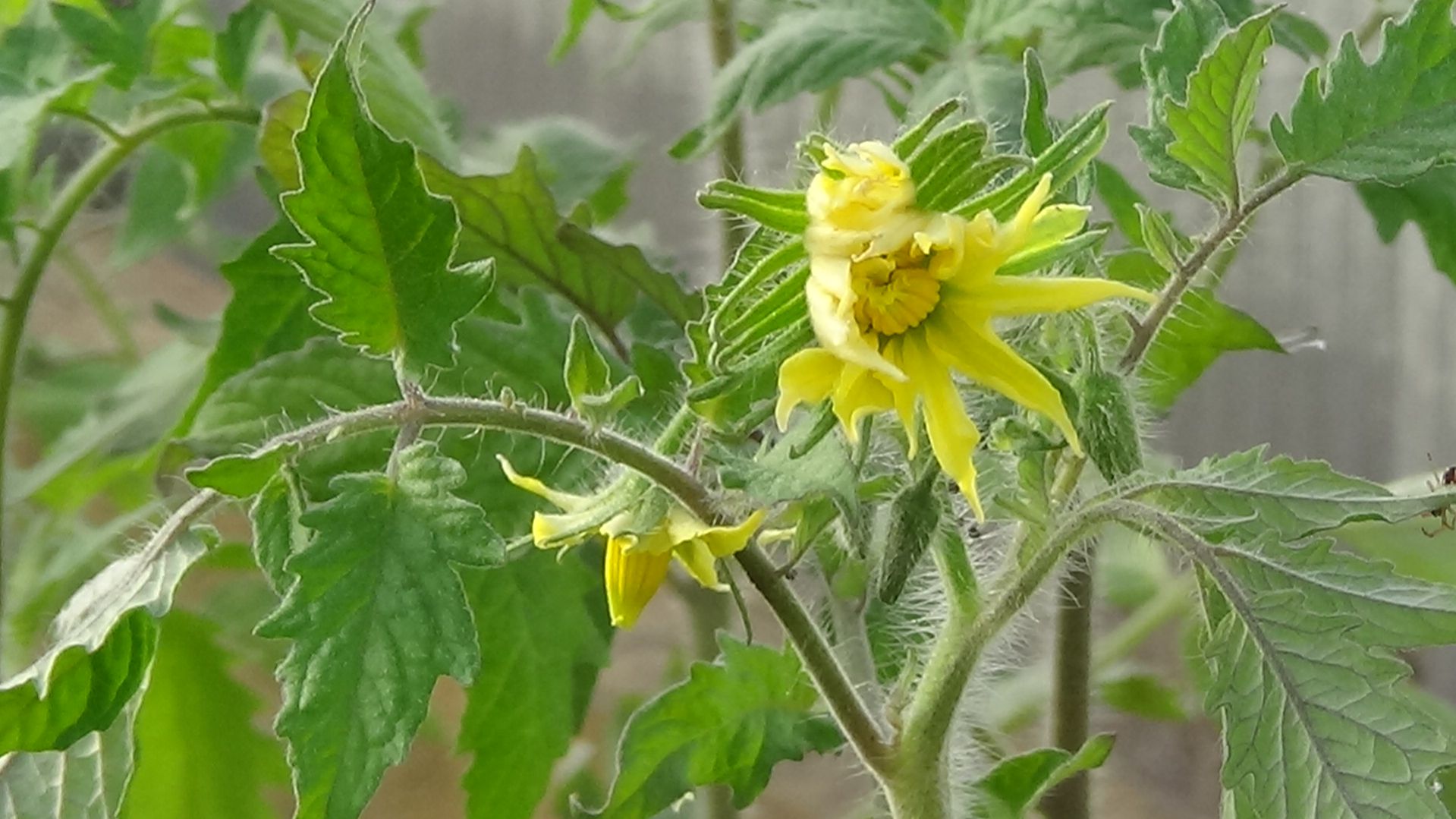 Высадила в теплицу томат Алсу. В первую очередь высаживаю сибирские сорта. 15.04.2026.