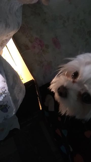 покажи! что там за дискотека