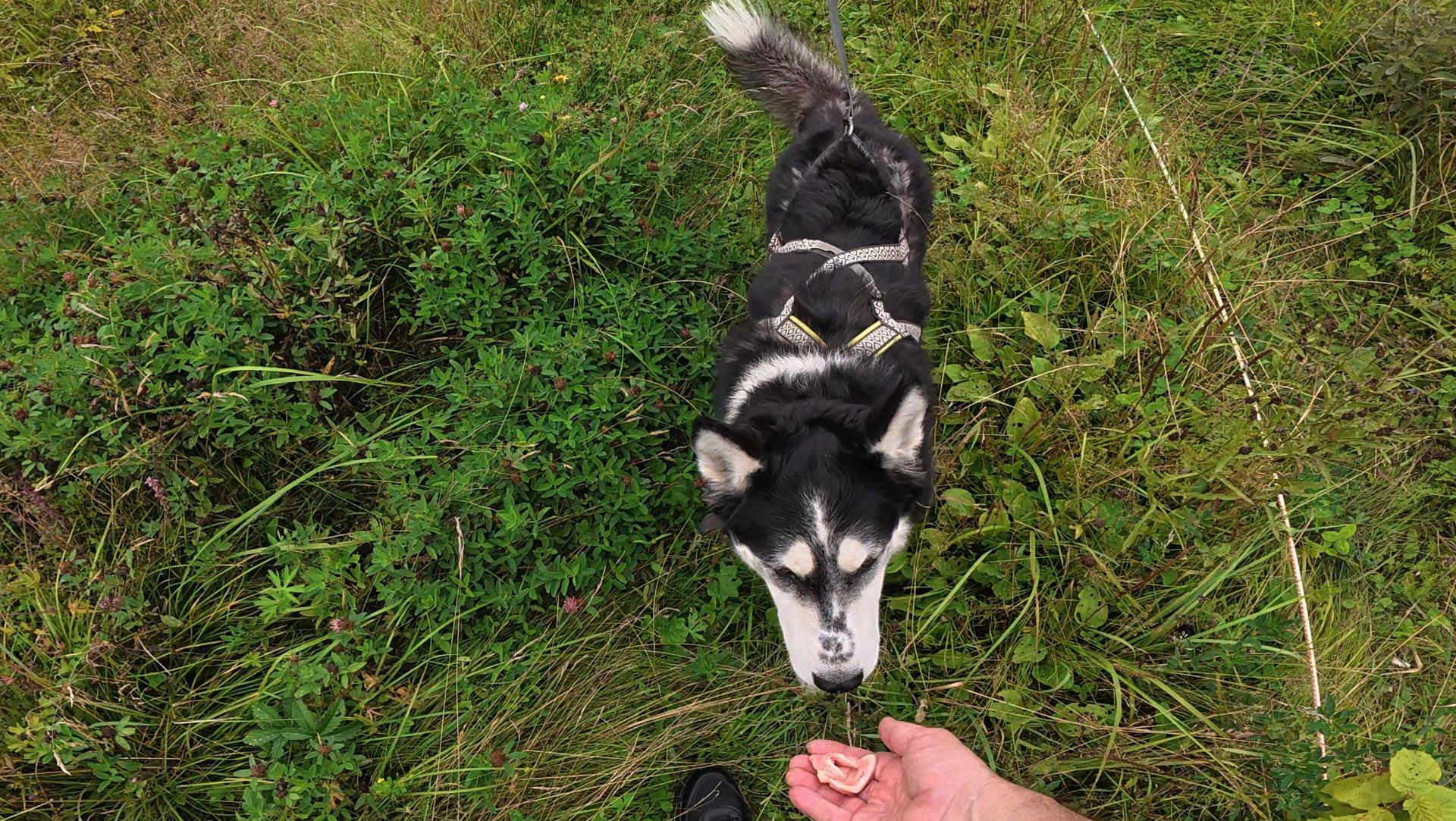 Жизнь хаски Дика на даче 16.08.2025 часть 2