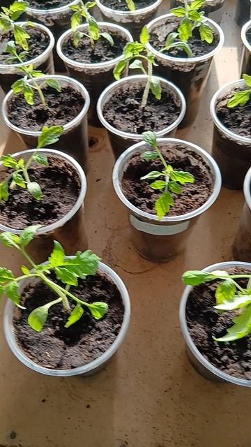 1000015353.mpДача 2026г.15.04.2026г.