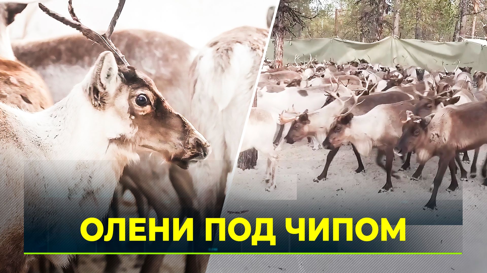 Электронные метки против традиционных: Почему оленеводы против новых бирок