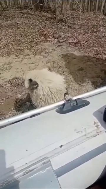 Павлодарские рыбаки спасли собаку, дрейфовавшую на крохотной льдине по Иртышу