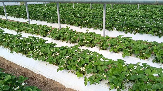 сорт клубники Мурано, выращивание в теплице, Белореченский район, Агроном клубничник.