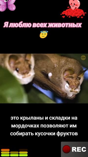 Я люблю всех животных😇