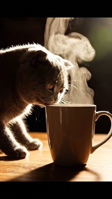 Кот лава #cat #прикольныекоты #cute #веселыекоты #funny #красиваякошка #видосыоткота #funnycats