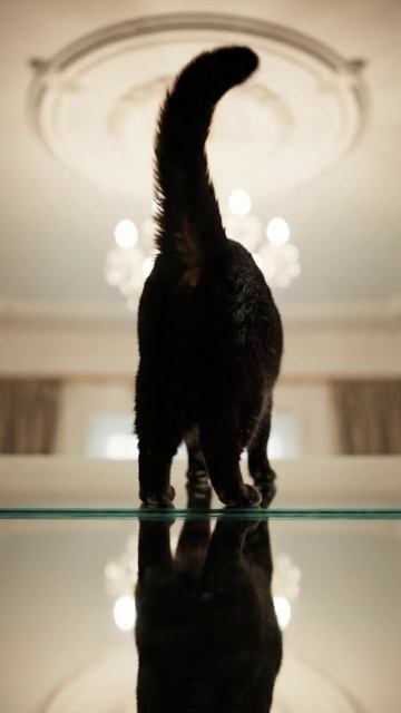 Кот гравицап #cat #прикольныекоты #cute #веселыекоты #funny #красиваякошка #видосыоткота #cutecat