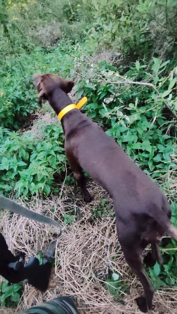 Охота с курцхааром 🐶🦅🐕