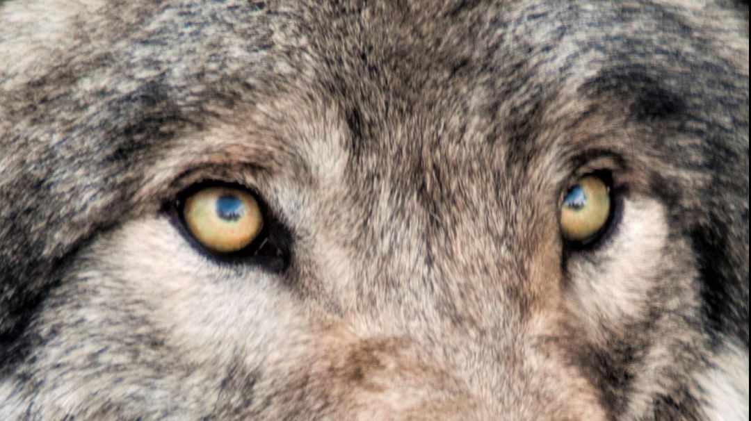 гр Русский  строй Рать