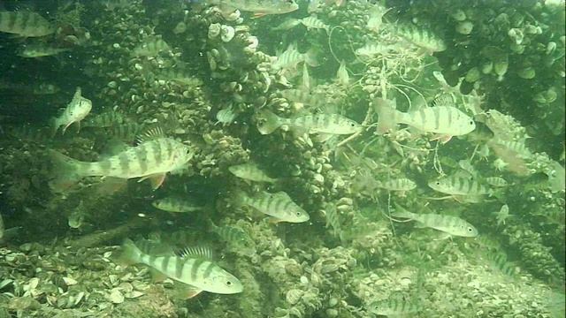 1000015208.mp4Волга гл.2м.15.04.2026г.