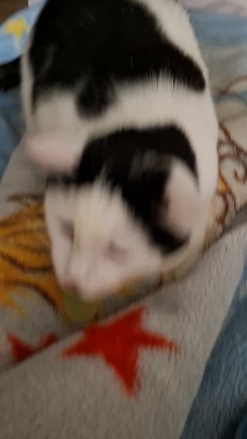 Роки приносит мячик, как собачка🐱🐶