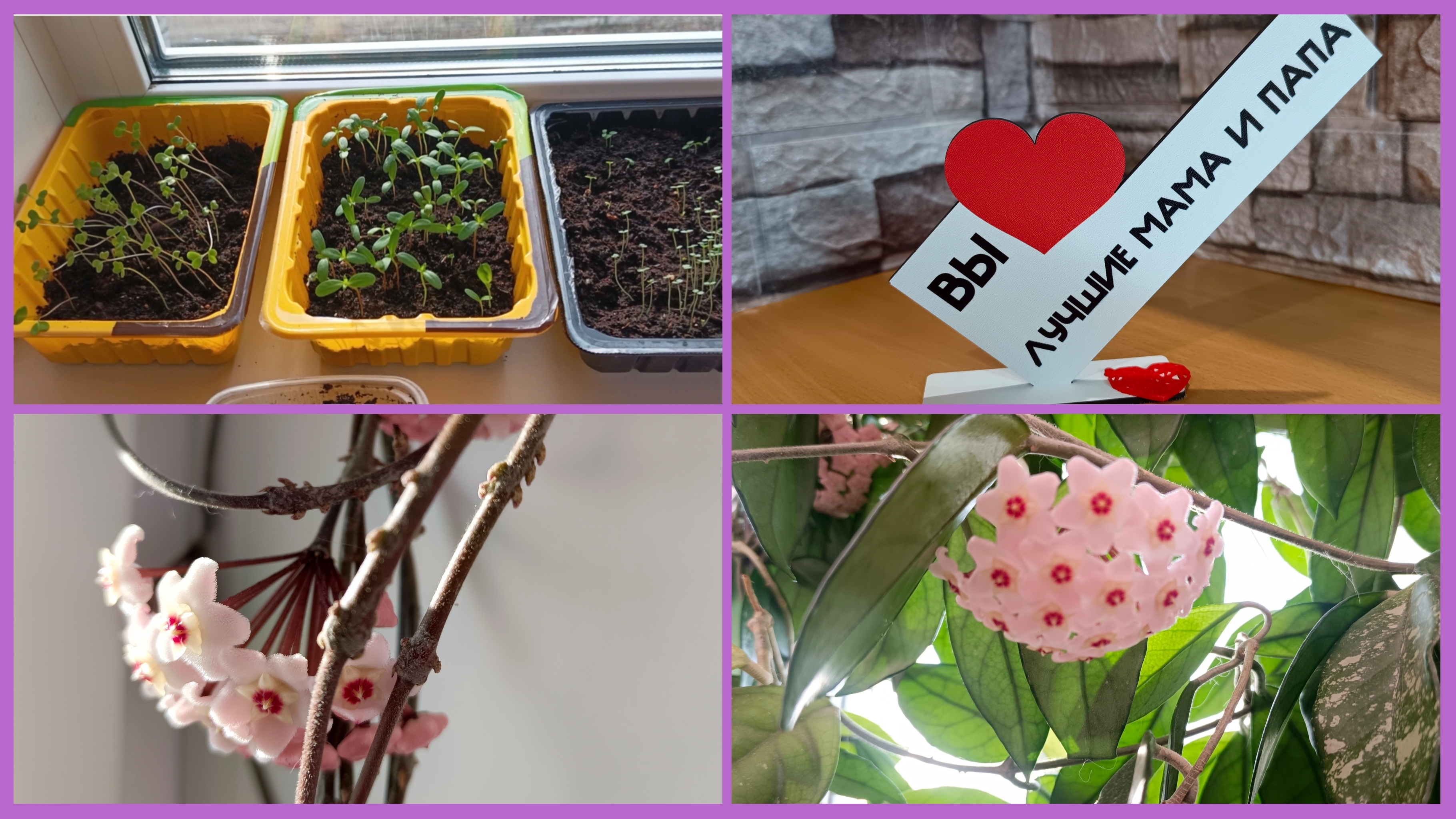 14-04-2026💥Влог💥вторник 💥хоя зацвела 💥вы лучшие мама и папа