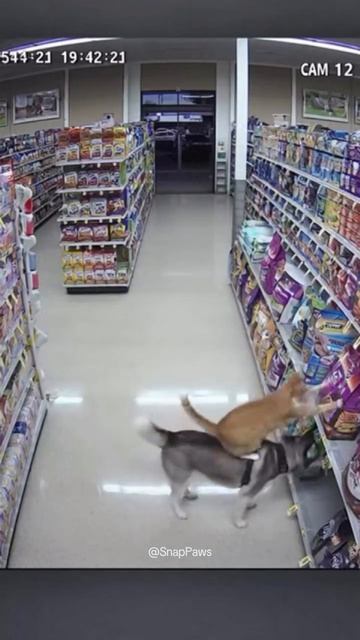 В бизнесе, танго и в жизни главное — партнер 🐶