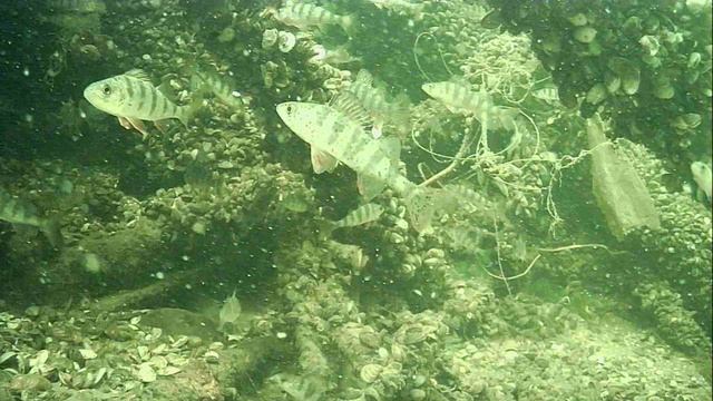 1000015209.mp4Волга гл.2м.15.04.2026г.