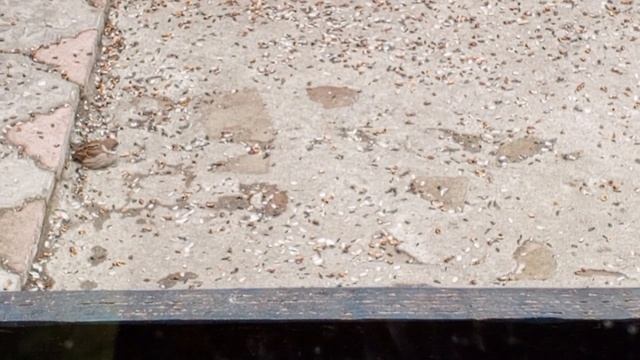 Кормим птиц и белок