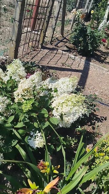 Метельчатая гортензия Дентель де Горон.