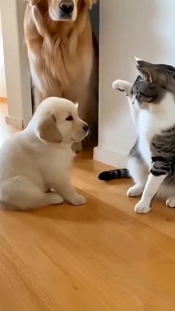 Клип @meowtaverse