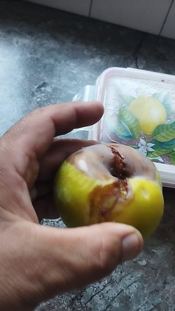 слива Flower Queen сигналка