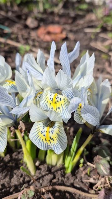 Подмосковье.Цветение ириса Катарина Ходжкин