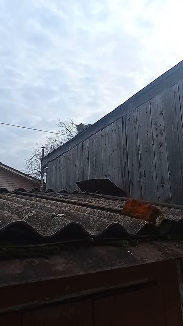 VID20260414105204.mp4. Кот на крыше