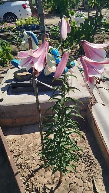 Лилия ОТ гибрид Фризо.