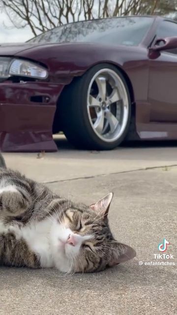 кто куда смотрит а я на котика