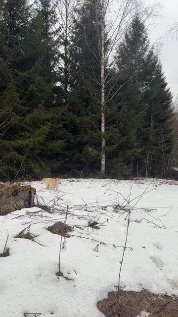 земельный участок 25 соток в деревне Пречистино (рядом с д. Верхние Дворики)