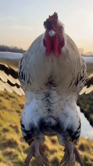 El Capon - Shut Up Chicken (Radio Edit)