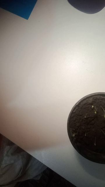 я показываю свой калейдоскоп и цветок астра