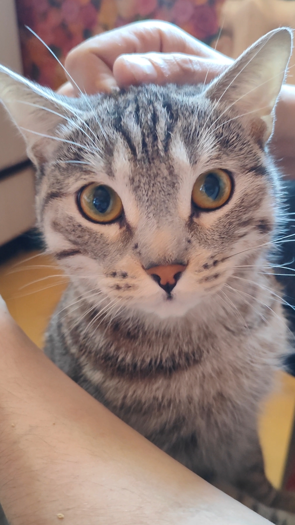 Котик встречает меня с работы