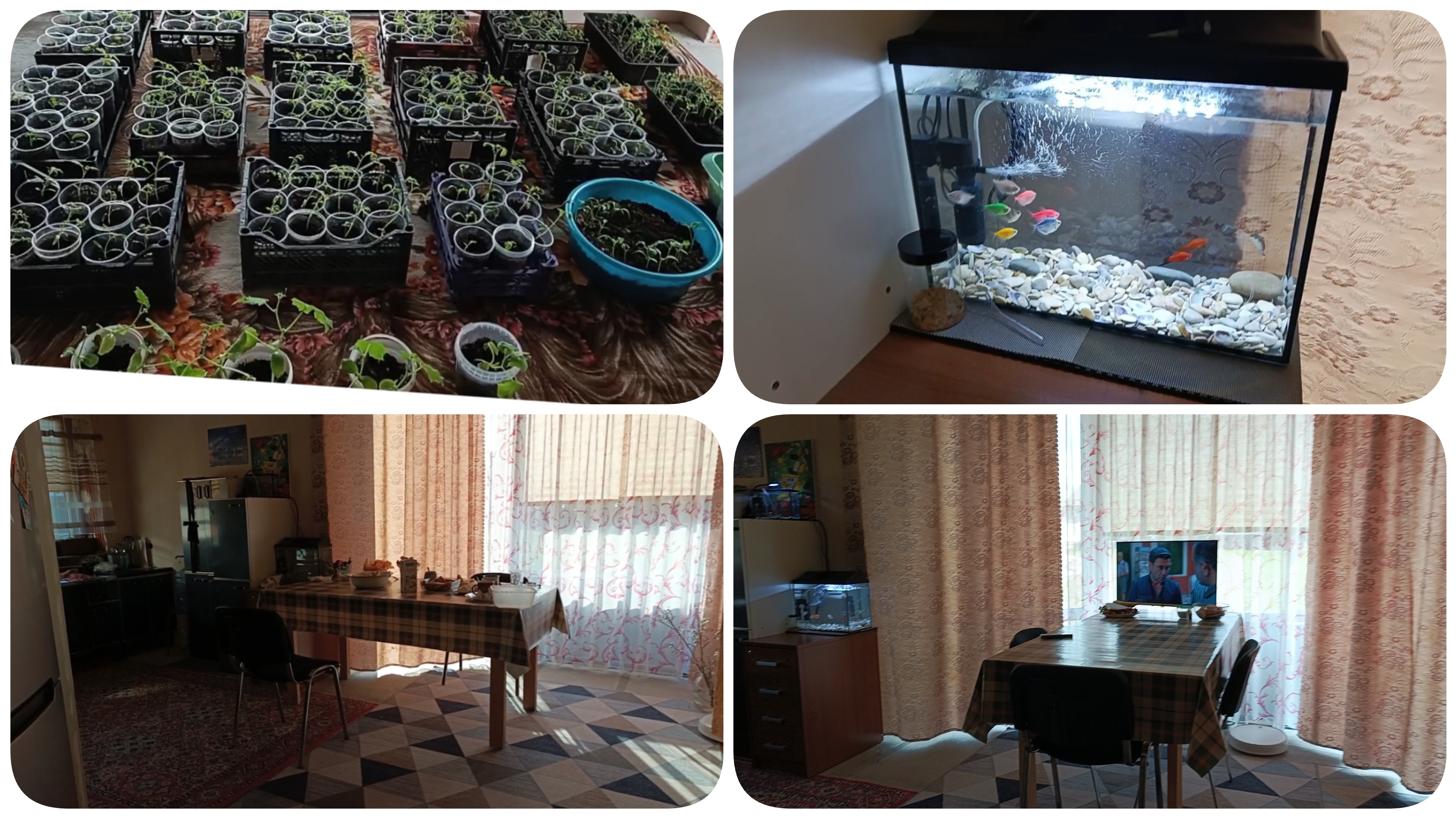 Небольшая перестановка. Что с моей рассадой?