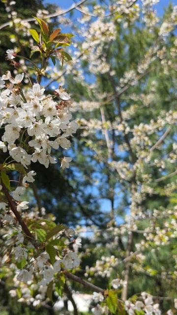Весна в Сочи
