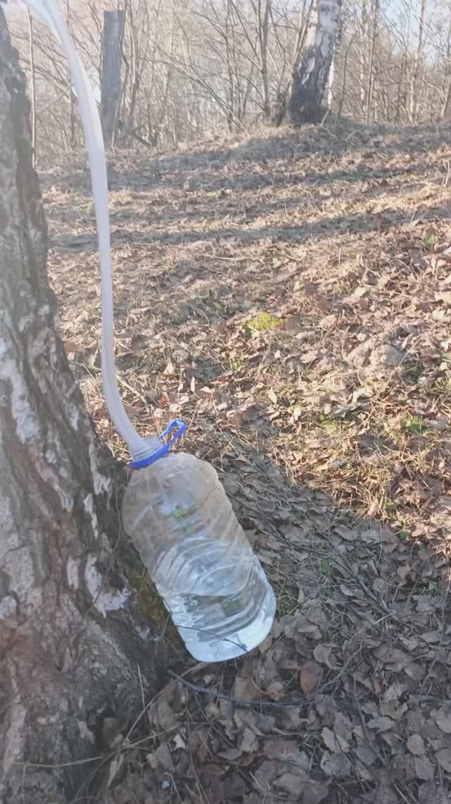 И родина щедро поила меня березовым соком...