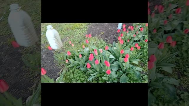 15 апреля. Комнатные цветы, черешня, тюльпаны, все цветёт.