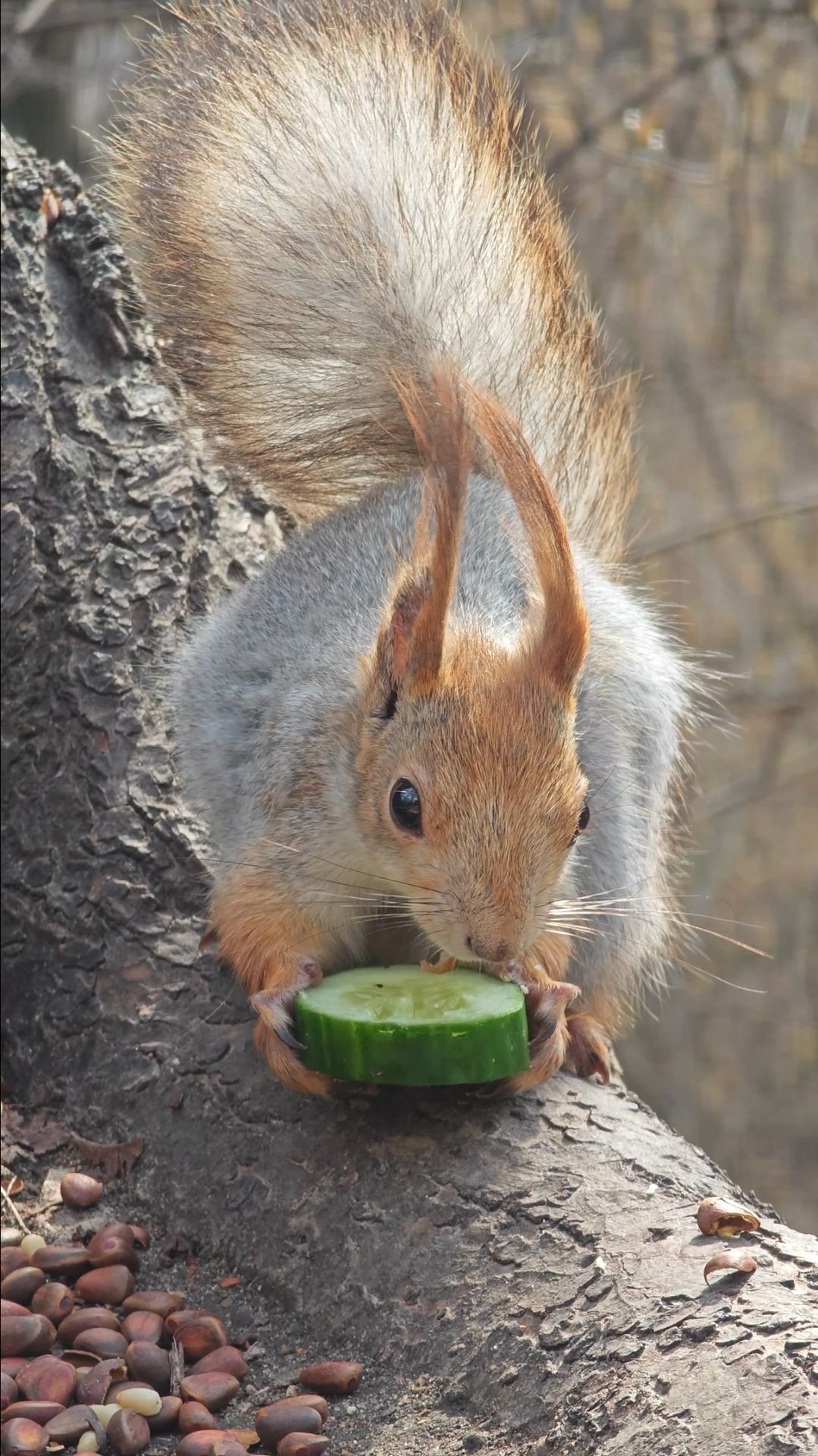 Белка ест огурчик