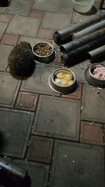 Колючий красавчик пришёл на ужин.