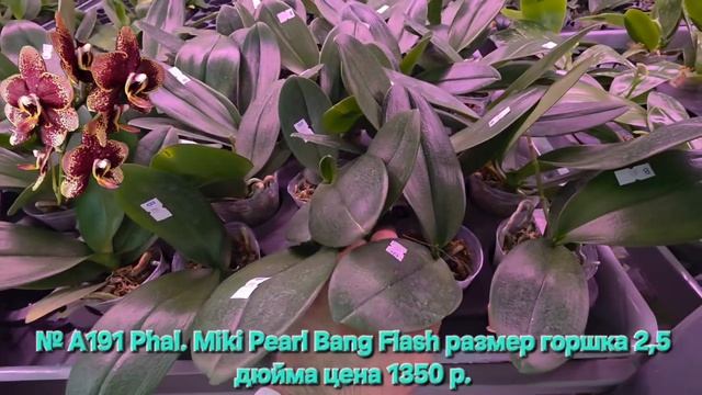 № А191 Phal. Miki Pearl Bang Flash размер горшка 2,5 дюйма